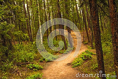 Forest Pathway Stock Photo