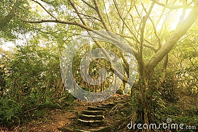 Forest pathway with stairs Stock Photo