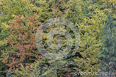 Forest pattern on the autumn mountainside. Trees on the mountainside lit by the sun burn in emerald green. Natural abstract Stock Photo