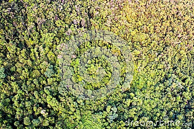 Forest pattern view from above. background is green from jungle rainforest Stock Photo