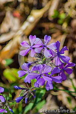 Forest Phlox â€“ Phlox divaricate Stock Photo