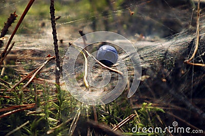 Forest pictures: ripe big blueberries tangled in the web, close-up, space for text Stock Photo