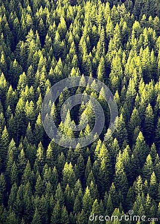Forest of Pine Trees Stock Photo