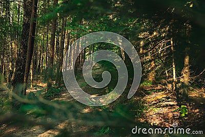 forest pine trees landscape scenic view dirt trail path way summer nature photography Stock Photo