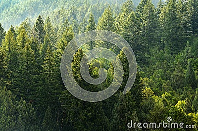 Forest of Pine Trees and Mountains Stock Photo