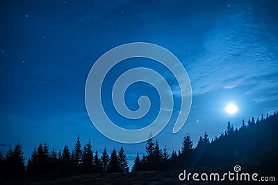 Forest of pine trees under moon and blue dark night sky Stock Photo