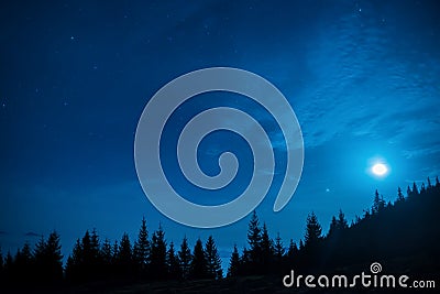 Forest of pine trees under moon and blue dark night sky Stock Photo