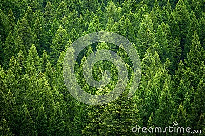 Forest of pine trees in wilderness mountains rugged Stock Photo