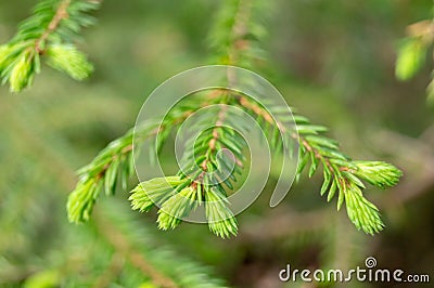 Forest plants. flowers in the forest on a Sunny day Stock Photo