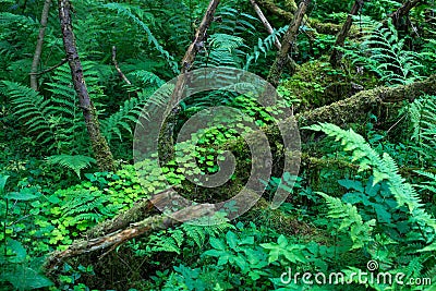 Forest plants of the middle band. Green color. Stock Photo