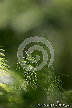 Forest plants and wildflowers on abstract natural background. Sh Stock Photo