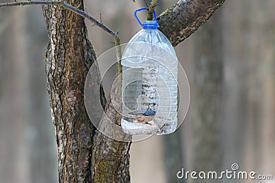 Forest plastic bird feeder. Big plastic bottle used as feeder for birds in winter Stock Photo