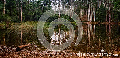 Forest pond Stock Photo