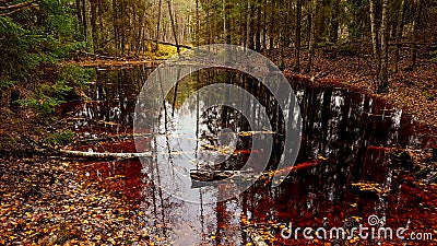 Forest pond Stock Photo