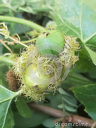 Forest rambutan is the nickname of the Saninten or chestnut tree, Castanopsis argentea & x28;Blume& x29; A.DC. Stock Photo