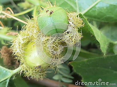 Forest rambutan is the nickname of the Saninten or chestnut tree, Castanopsis argentea & x28;Blume& x29; Stock Photo
