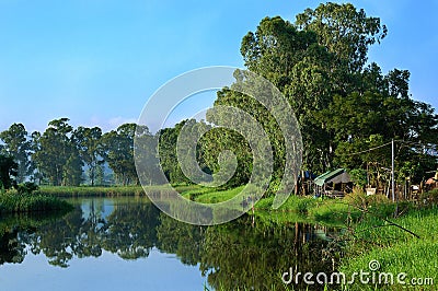 Forest reflection Stock Photo