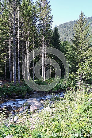 Forest and river in Camlihemsin, Rize, Turkey. Stock Photo