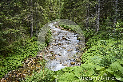 Forest River in the Mountains in Austria Stock Photo