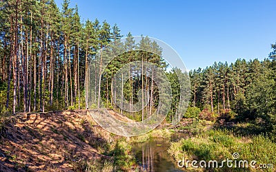 A forest river in a pine forest. A high bank and a clear day. Bright colors of nature Stock Photo