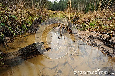Forest rivulet with three stumps Stock Photo
