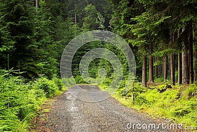 Forest road Stock Photo