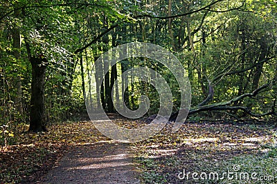 Forest road amsterdamse forest Stock Photo