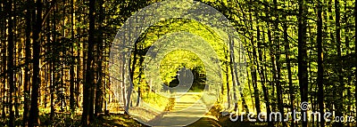 Forest road between broad leaf trees and coniferous trees creating a tunel from branches Stock Photo