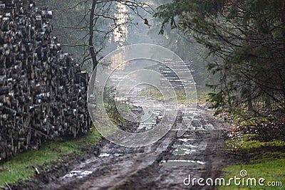 A forest road in fog and a pile of wood. Path leading through the forest in the morning Stock Photo