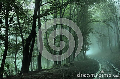 Forest road on foggy day Stock Photo