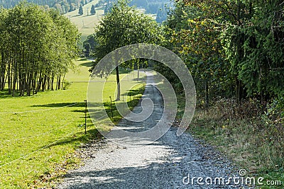 Forest road going through pine forest Stock Photo