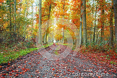 Forest road , golden autumn begins Stock Photo