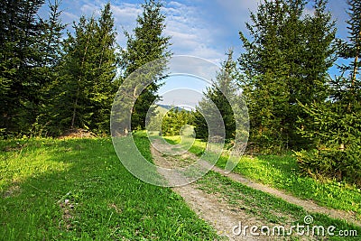 Forest Road, Nature Mountain Landscape with Road and Trees Stock Photo