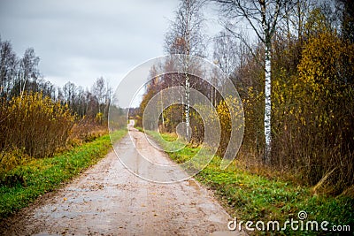 Forest road in late fall Stock Photo