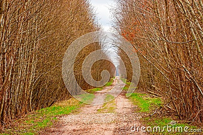 Forest Road Stock Photo