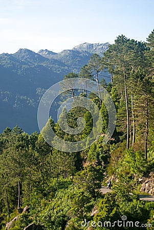 Forest road seen through the trees as the motorbike drives by mountain landscape - Portugal, Geres National Park Stock Photo