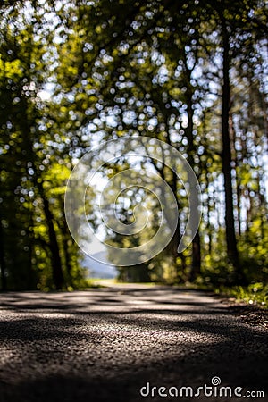 Forest road. Great place for biking Stock Photo