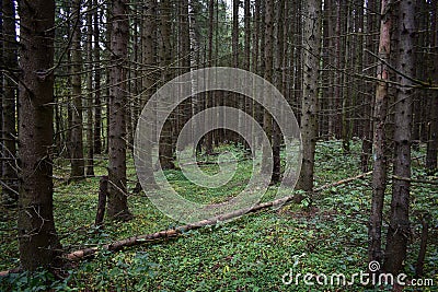 Forest Road. Spruce forest. Green grass. Tall conifers. Path through the branches of trees Stock Photo