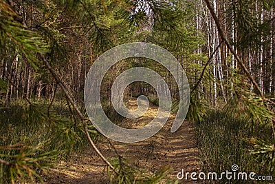 A young tree blocked the road. Stock Photo