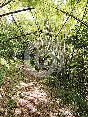 Forest road with wild tropical vegetation in the French West Indies. Steep and abrupt mountain path with bamboo in natural Stock Photo