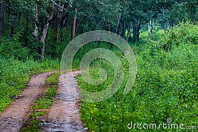 Forest route green Stock Photo