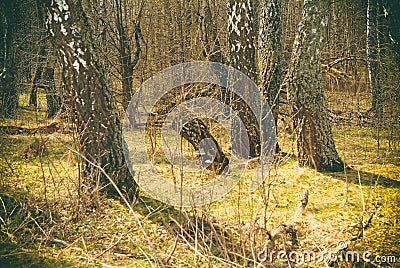 The forest in Russia in the early spring Stock Photo