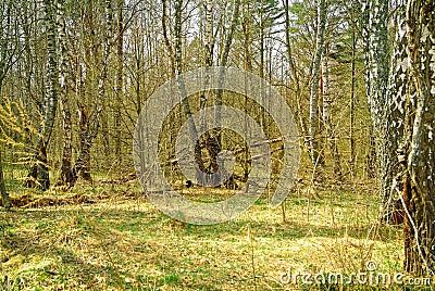 The forest in Russia in the early spring Stock Photo