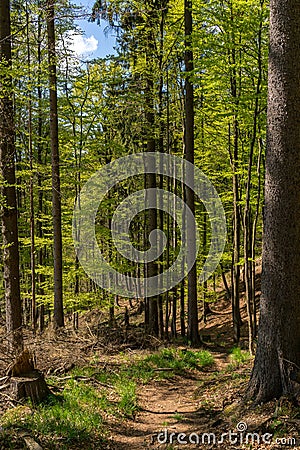 Forest landscape, nature of the Elb Sandstone Mountains Stock Photo