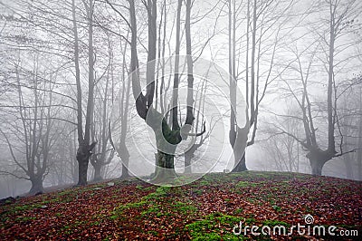 Forest with scary trees Stock Photo