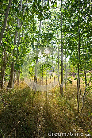 Forest scene with dramatic lighting Stock Photo