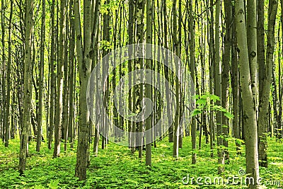 Forest scenery on a sunny spring summer day with grass alive trees and green leaves at branches at a park botanical outdoor image Stock Photo