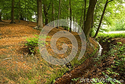 Forest Scenic Stock Photo