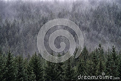 Evening mist falls over a hillside forest of Scots Pine trees, (Pinus sylvestris) Glencoe, Scotland. Stock Photo