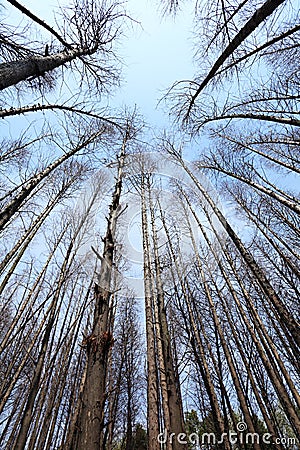 Forest Silhouette Stock Photo